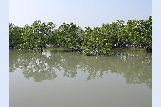 Viaggio in India 2008 - Sunderbans